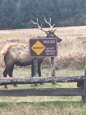 Photo of an elk, behind a sign reading 